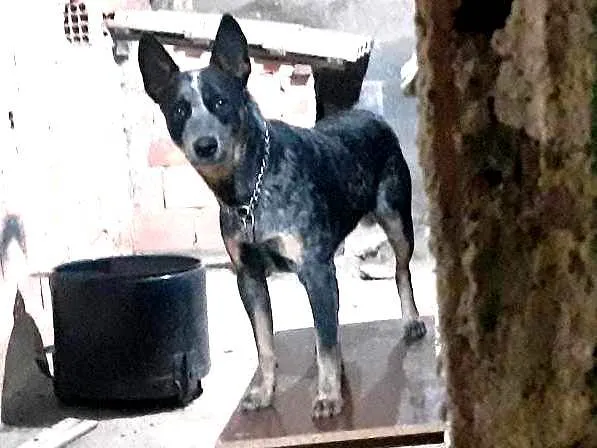 Cachorro raça Blue heeler idade 1 ano nome Zorro
