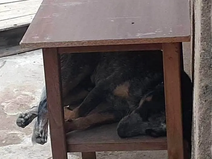 Cachorro raça Blue heeler idade 1 ano nome Zorro