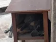 Zorro