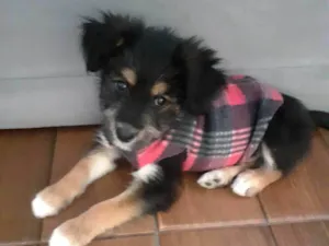 Cachorro raça SRD-ViraLata idade 2 a 6 meses nome Belinha