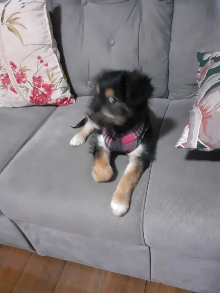 Cachorro raça SRD-ViraLata idade 2 a 6 meses nome Belinha