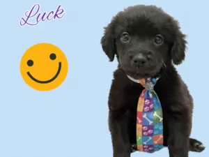 Cachorro raça Srd idade Abaixo de 2 meses nome Zoe e Luck