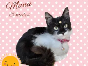 Gato raça Srd idade 2 a 6 meses nome Manu