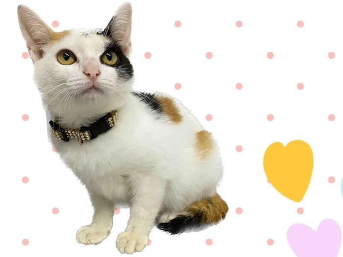 Gato raça Srd idade 2 a 6 meses nome Mel 