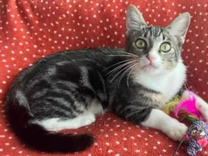 Gato raça SRD idade 2 a 6 meses nome SHOYU