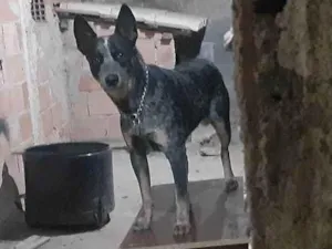 Cachorro raça Blue heeler idade 1 ano nome Zorro
