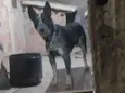 Zorro