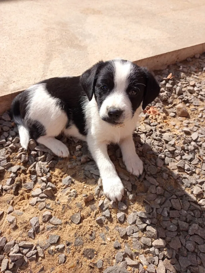 Cachorro raça SRD-ViraLata idade Abaixo de 2 meses nome Não tem nome 