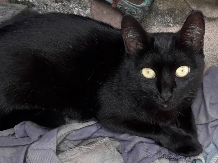 Gato ra a SRD-ViraLata idade 2 anos nome Fofósa