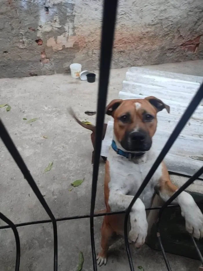 Cachorro ra a América forchai idade 2 anos nome Zeus