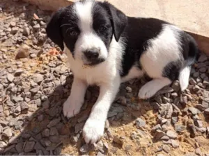 Cachorro raça SRD-ViraLata idade Abaixo de 2 meses nome Não tem nome 