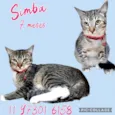 Gato raça Srd idade 7 a 11 meses nome Dudu e Simba 