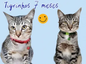 Gato raça Srd idade 7 a 11 meses nome Dudu e Simba 