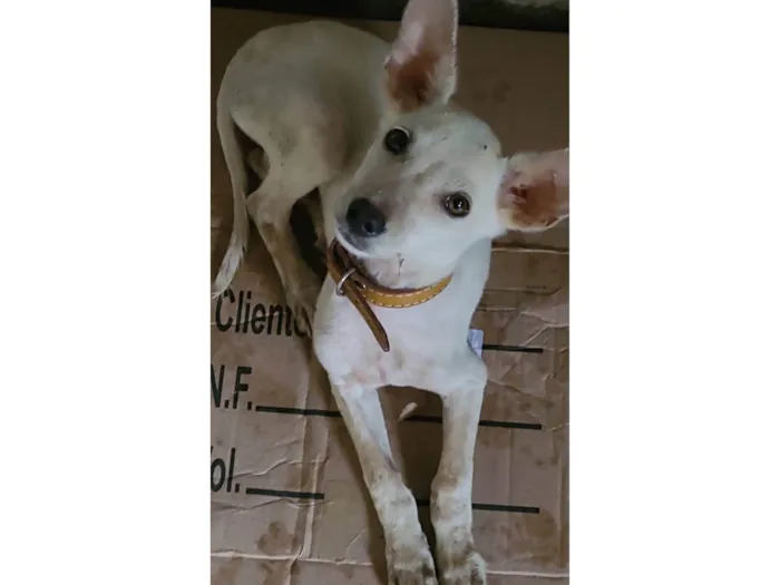 Cachorro ra a SRD-ViraLata idade 2 a 6 meses nome Branquinha