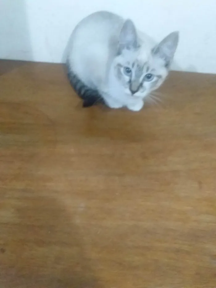 Gato raça Angorá idade 2 a 6 meses nome Princesa 