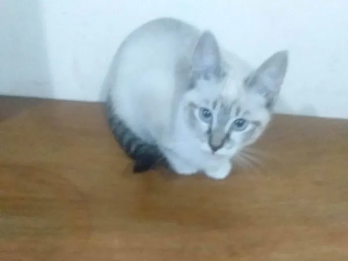 Gato raça Angorá idade 2 a 6 meses nome Princesa 