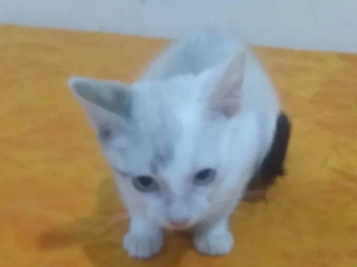 Gato raça Angorá idade 2 a 6 meses nome Pitoco