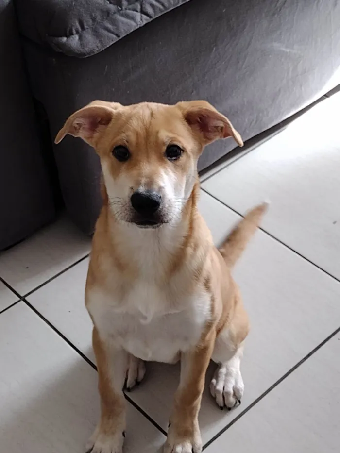 Cachorro ra a SRD-ViraLata idade 2 a 6 meses nome Charlotte