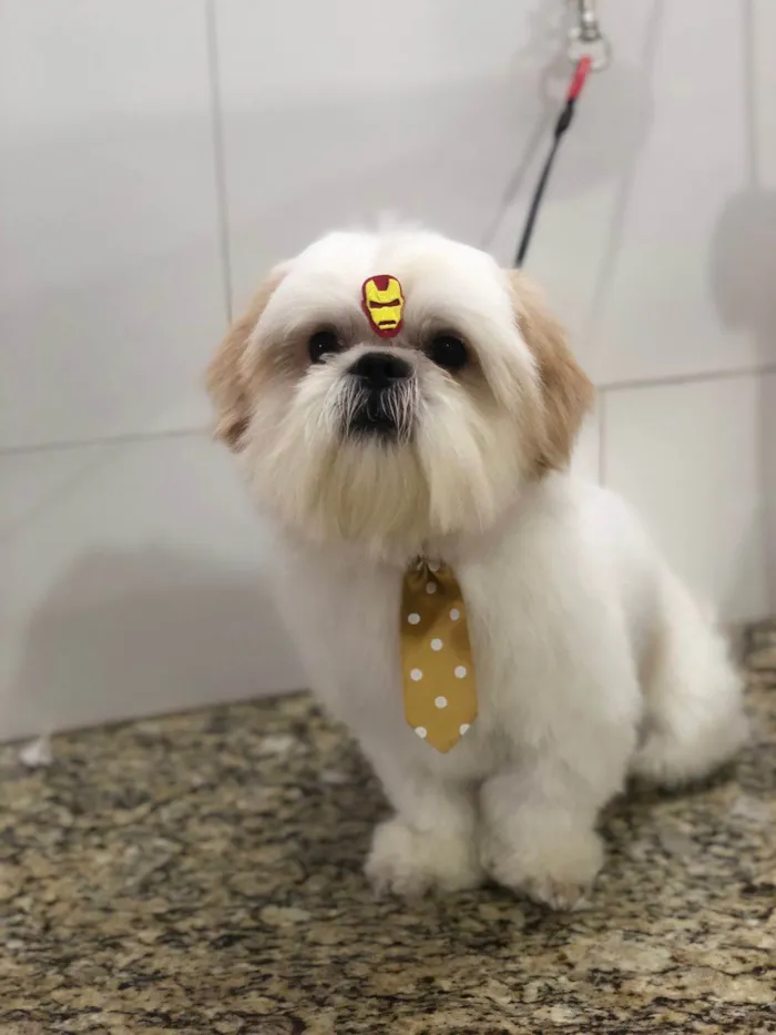 Cachorro raça Shihtzu idade 2 anos nome Floquinho