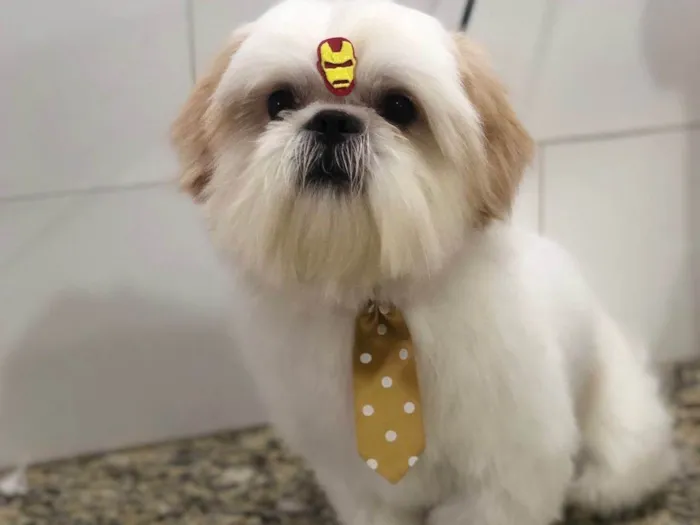 Cachorro raça Shihtzu idade 2 anos nome Floquinho