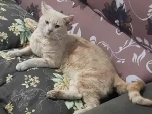 Gato raça SRD-ViraLata idade 1 ano nome ALECRIM