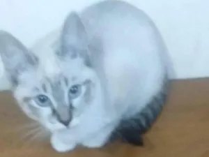 Gato raça Angorá idade 2 a 6 meses nome Princesa 