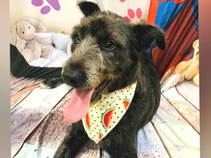 Cachorro ra a Sem raça definida  idade 1 ano nome Luna
