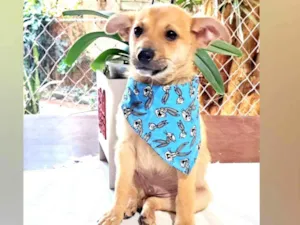 Cachorro raça SRD-ViraLata idade Abaixo de 2 meses nome Filhotes Machos 