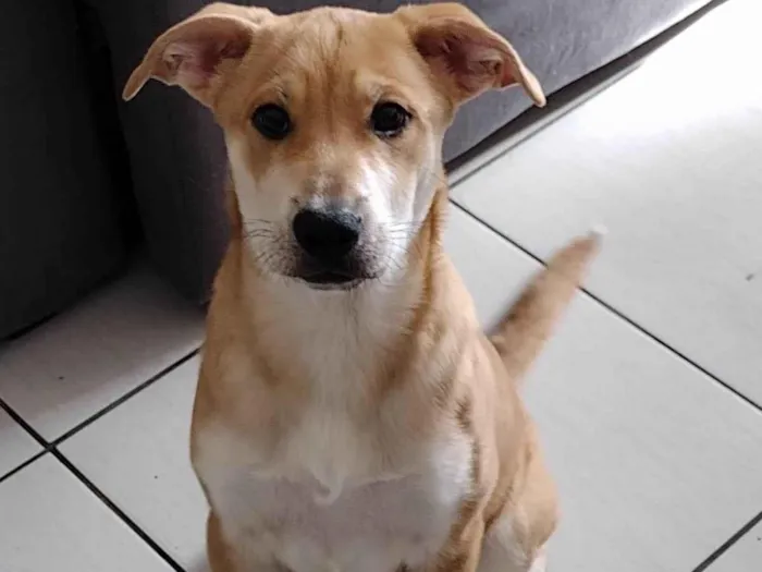 Cachorro ra a SRD-ViraLata idade 2 a 6 meses nome Charlotte