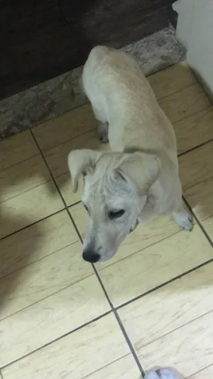 Cachorro raça SRD-ViraLata idade 2 a 6 meses nome Kiara