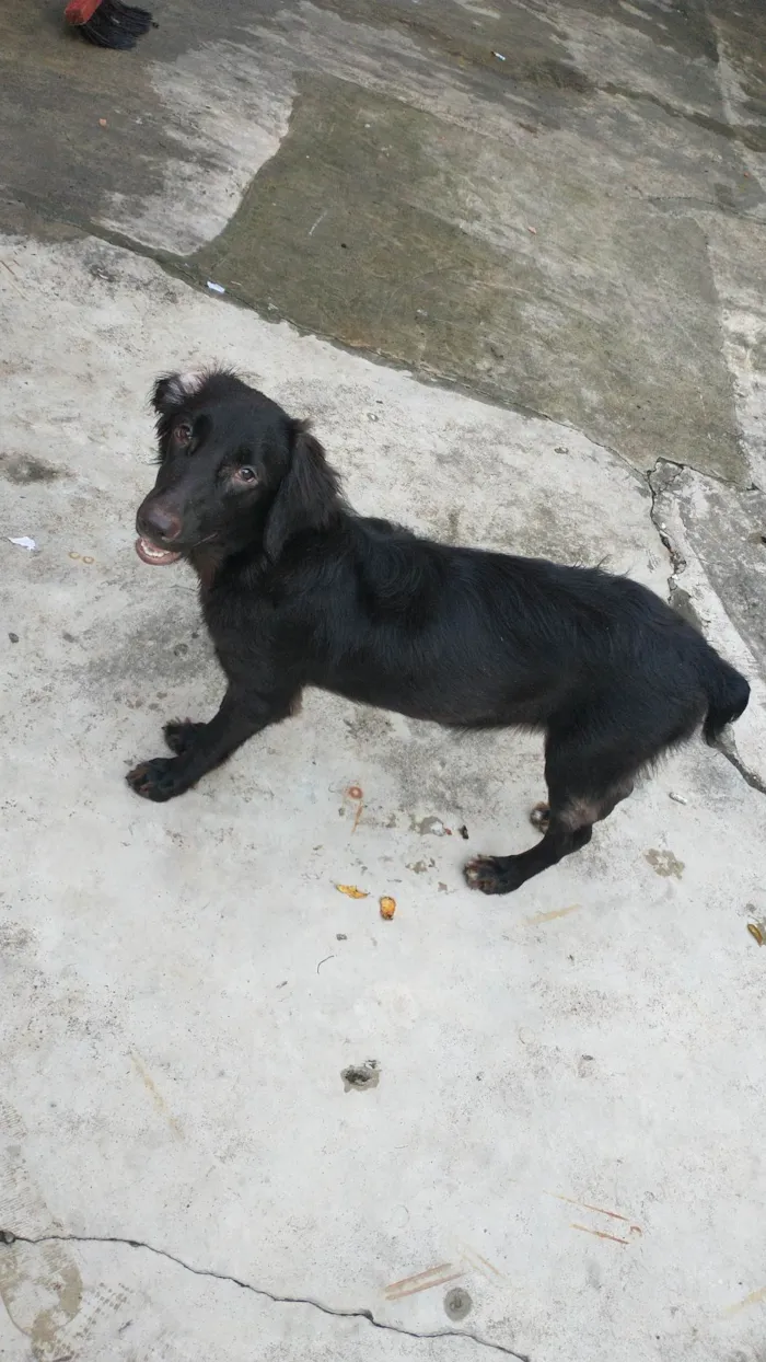 Cachorro ra a  idade 7 a 11 meses nome Pretinha 