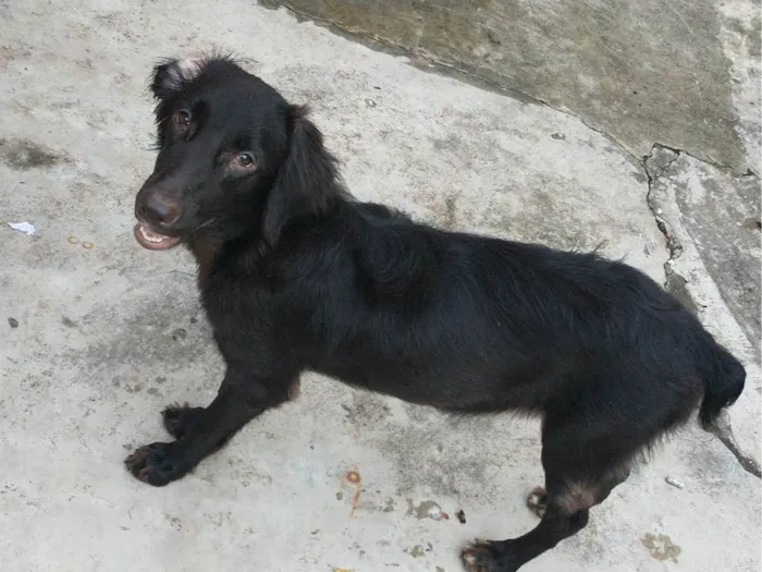 Cachorro ra a  idade 7 a 11 meses nome Pretinha 