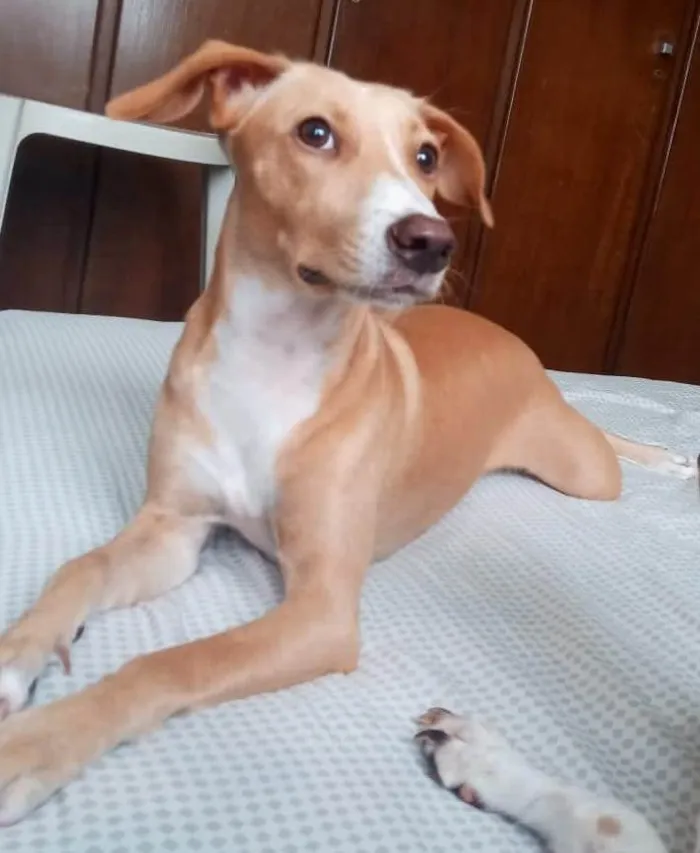 Cachorro ra a SRD-ViraLata idade 1 ano nome Nala