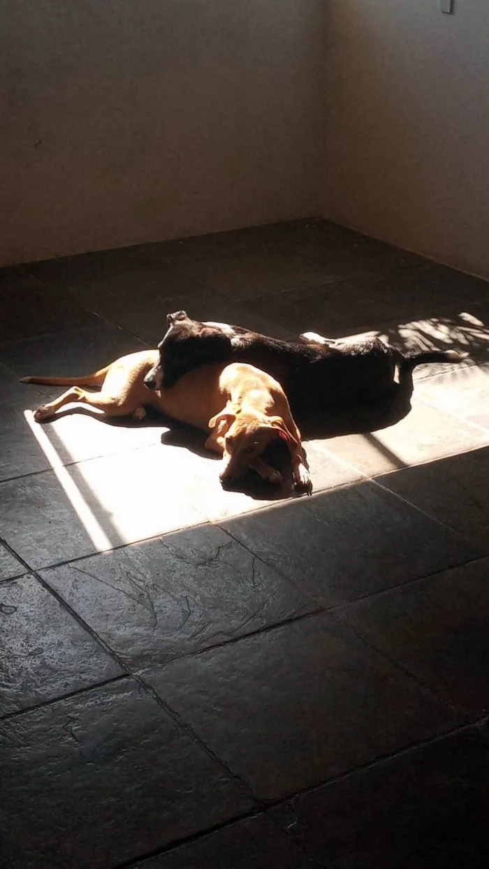 Cachorro ra a SRD-ViraLata idade 1 ano nome Nala