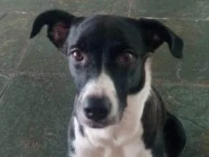 Cachorro raça SRD-ViraLata idade 2 anos nome Lola