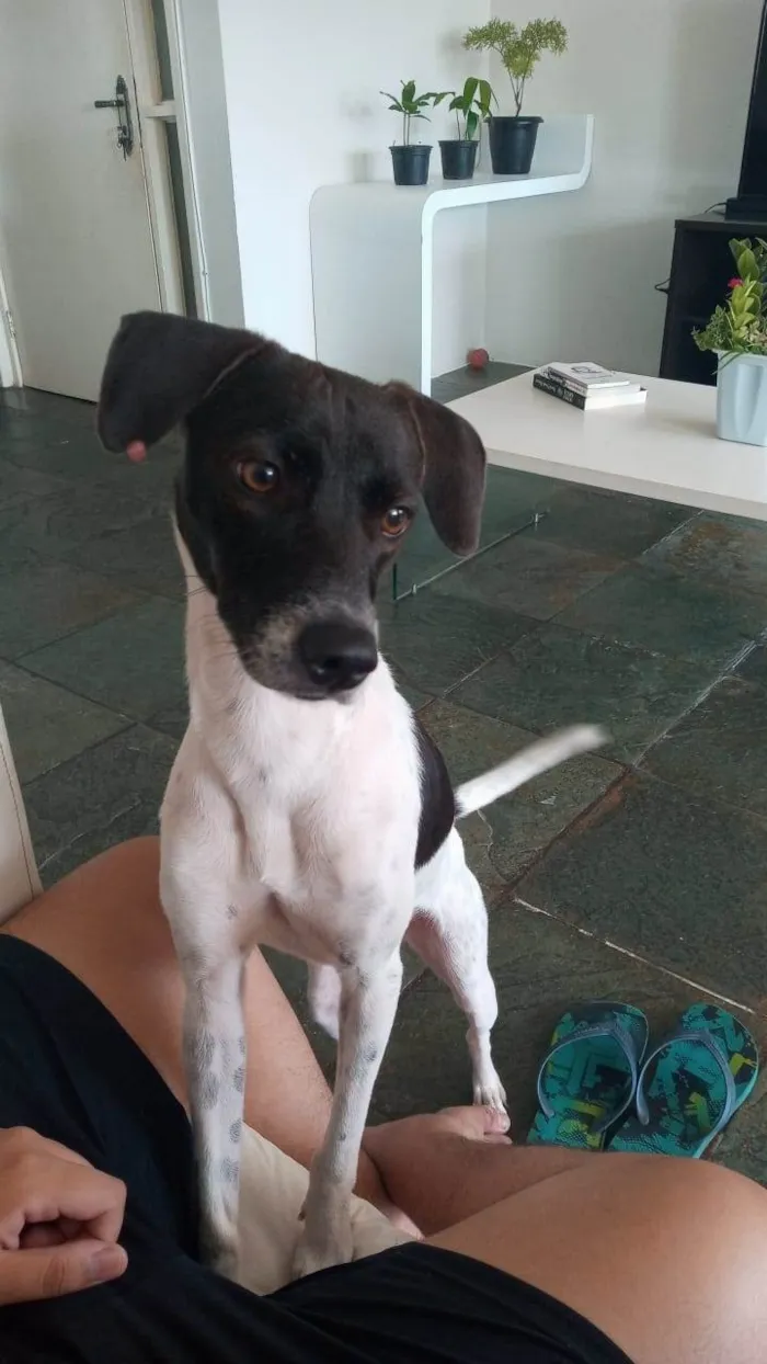 Cachorro ra a SRD-ViraLata idade 4 anos nome Yara