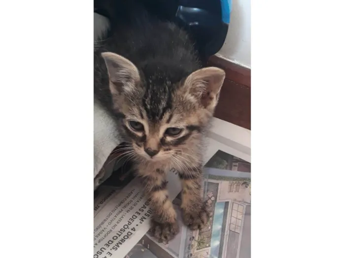 Gato ra a SRD-ViraLata idade Abaixo de 2 meses nome Sem nome