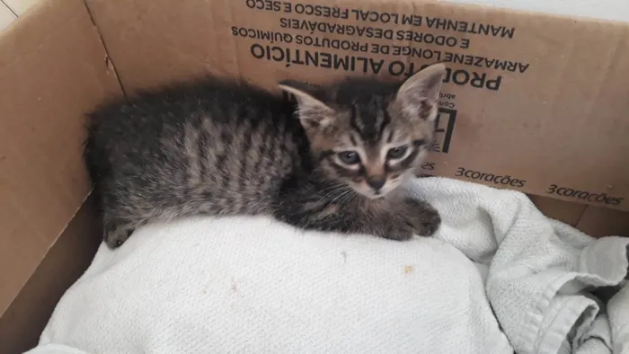 Gato ra a SRD-ViraLata idade Abaixo de 2 meses nome Sem nome
