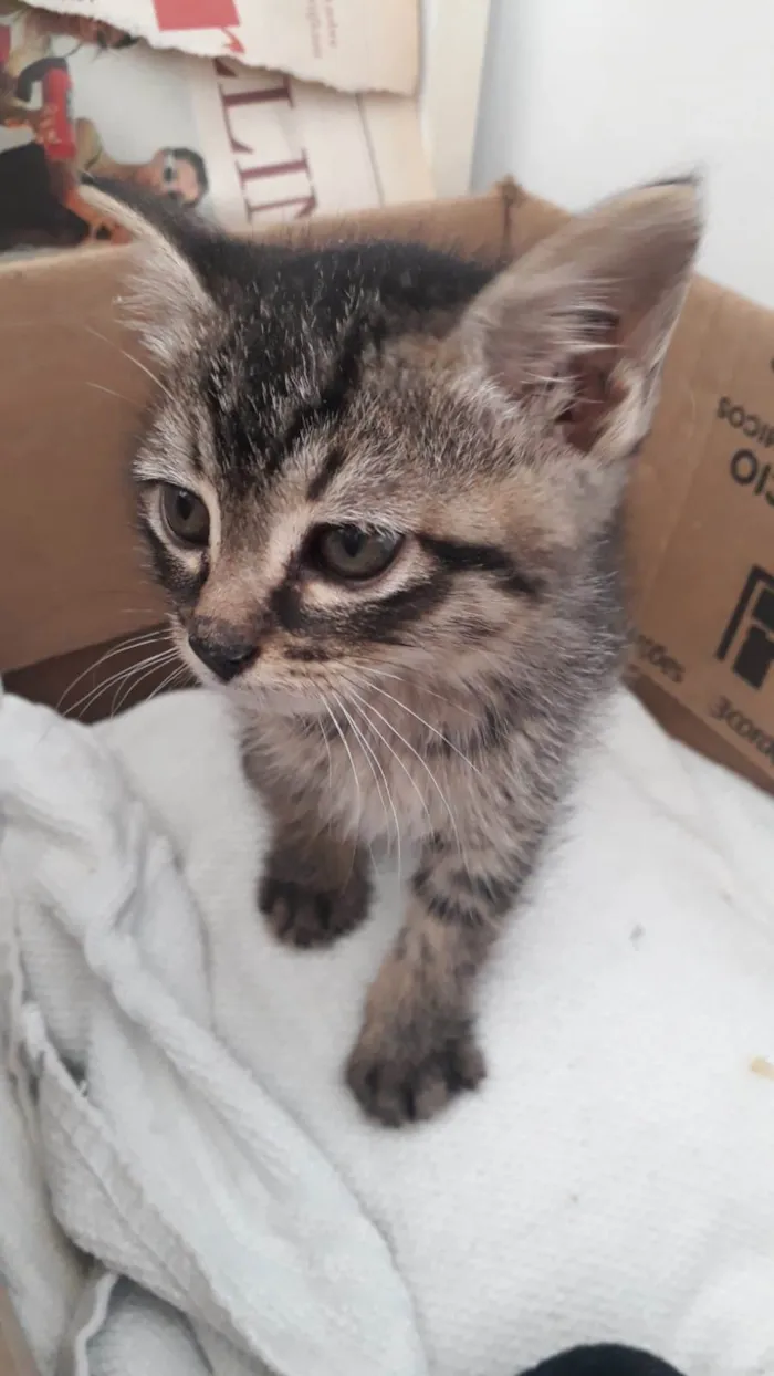 Gato ra a SRD-ViraLata idade Abaixo de 2 meses nome Sem nome