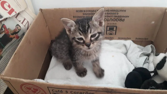 Gato ra a SRD-ViraLata idade Abaixo de 2 meses nome Sem nome