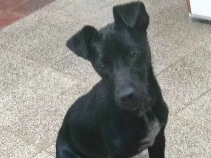 Cachorro ra a Mistura de pinscher com outra  idade 7 a 11 meses nome Costelinha 