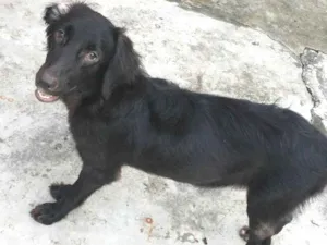 Cachorro raça  idade 7 a 11 meses nome Pretinha 