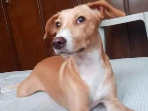 Cachorro raça SRD-ViraLata idade 1 ano nome Nala