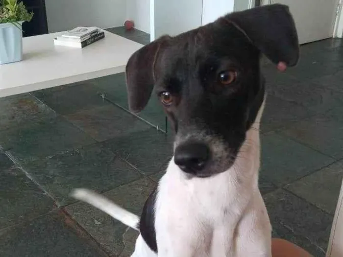 Cachorro ra a SRD-ViraLata idade 4 anos nome Yara