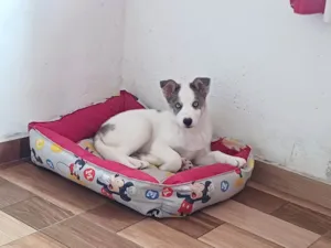 Cachorro raça Hibrido. border collie com husky idade 2 a 6 meses nome Duck