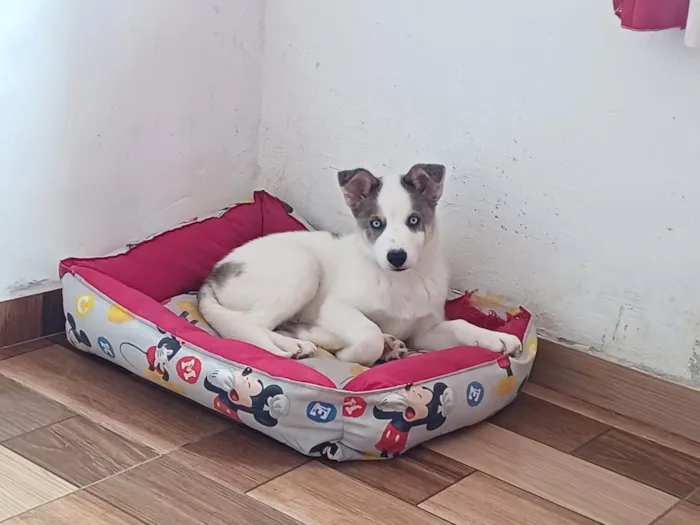 Cachorro raça Hibrido. border collie com husky idade 2 a 6 meses nome Duck