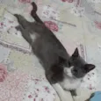 Lady