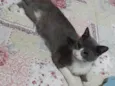 Lady