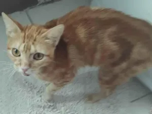 Gato raça Srd idade 1 ano nome Laura