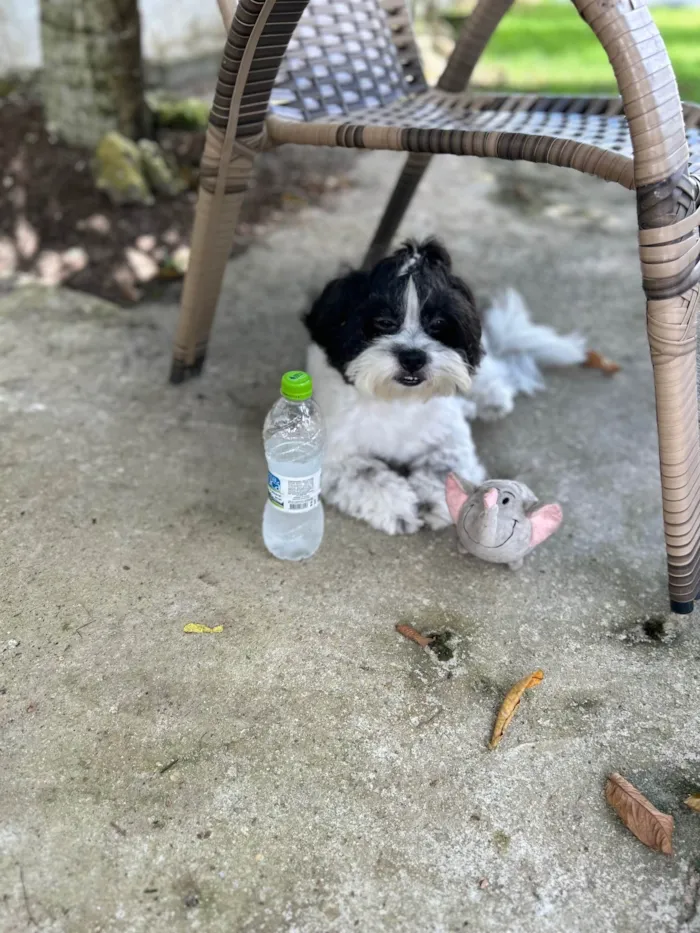 Cachorro ra a Shitzu idade 5 anos nome Dread 